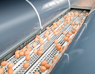 На що звертати увагу при виборі автоматичного гнізда для інкубаційного яйця